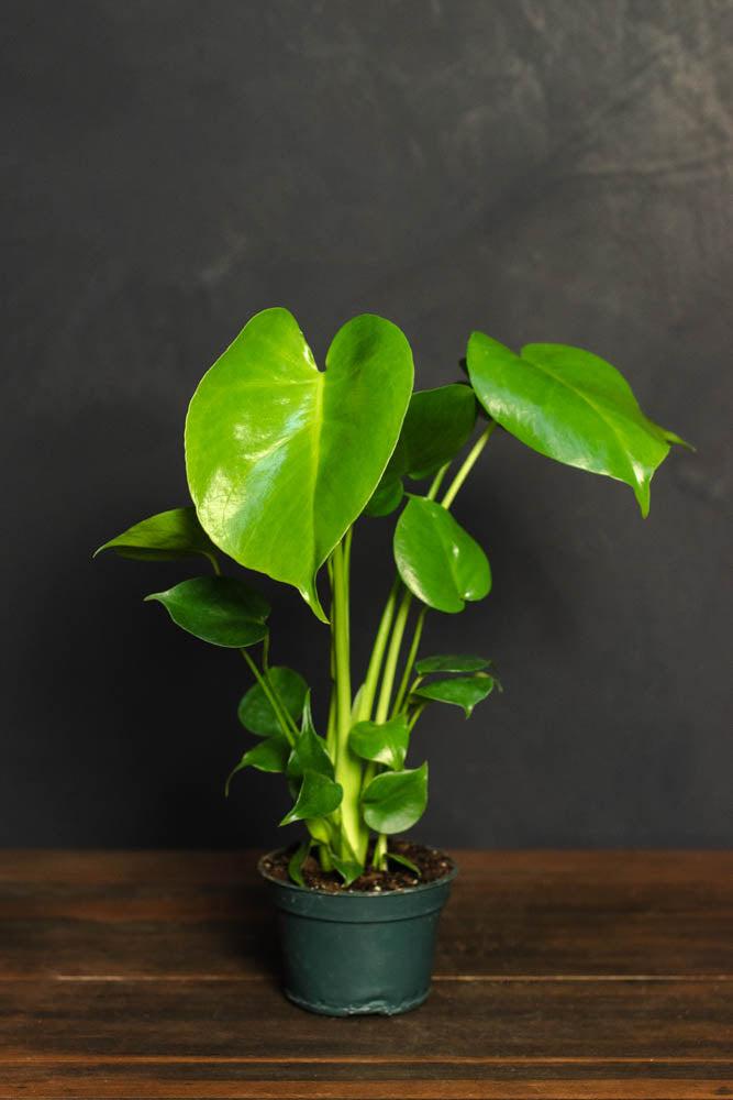 Monstera Deliciosa - View 8 from www redcrocus com