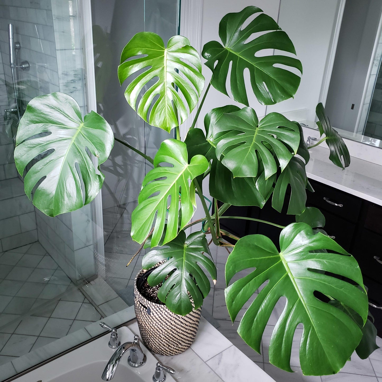 Monstera Deliciosa - View 9 from www redcrocus com