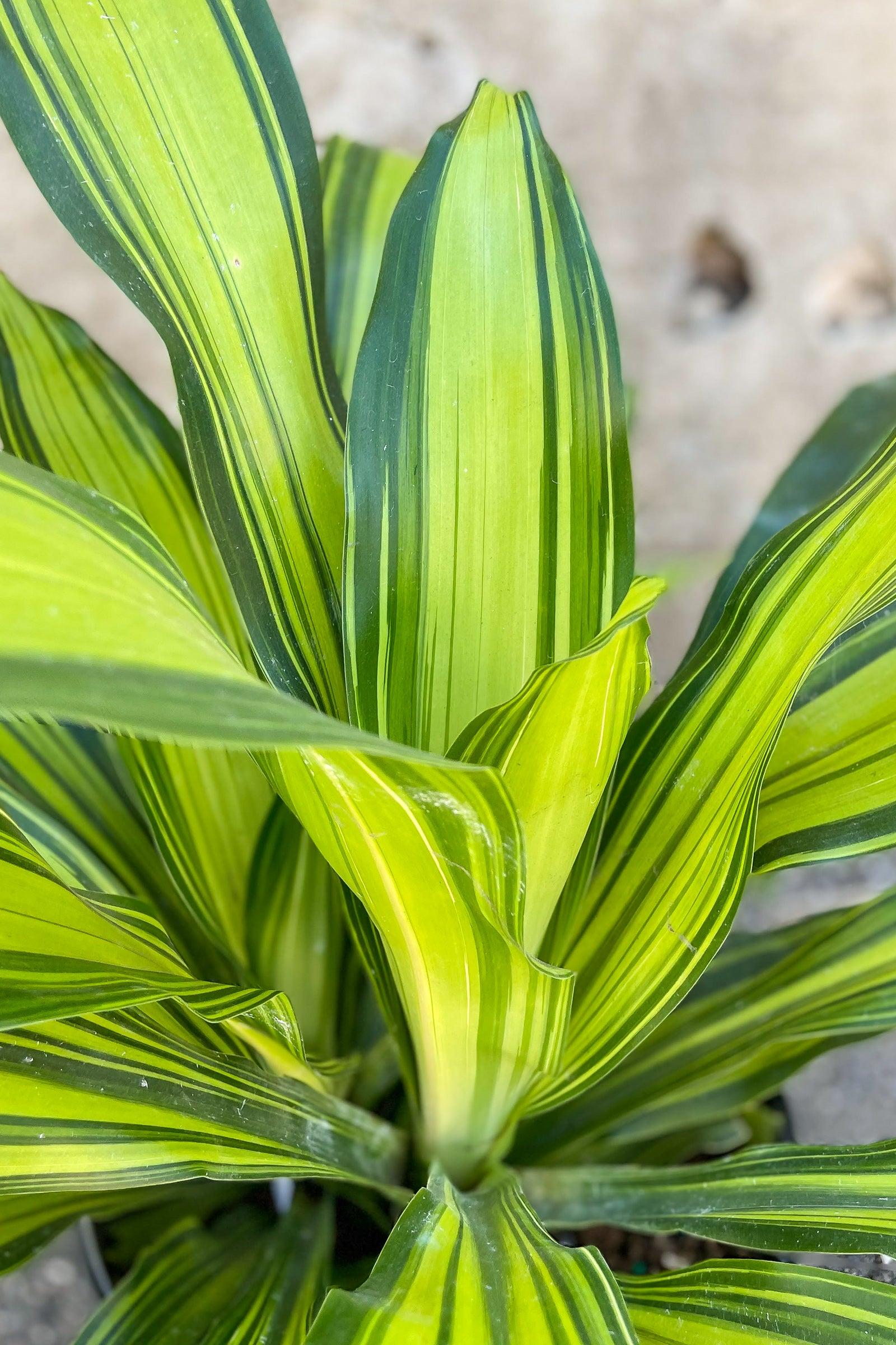 Dracaena Fragrans Marley - View 3 from www redcrocus com