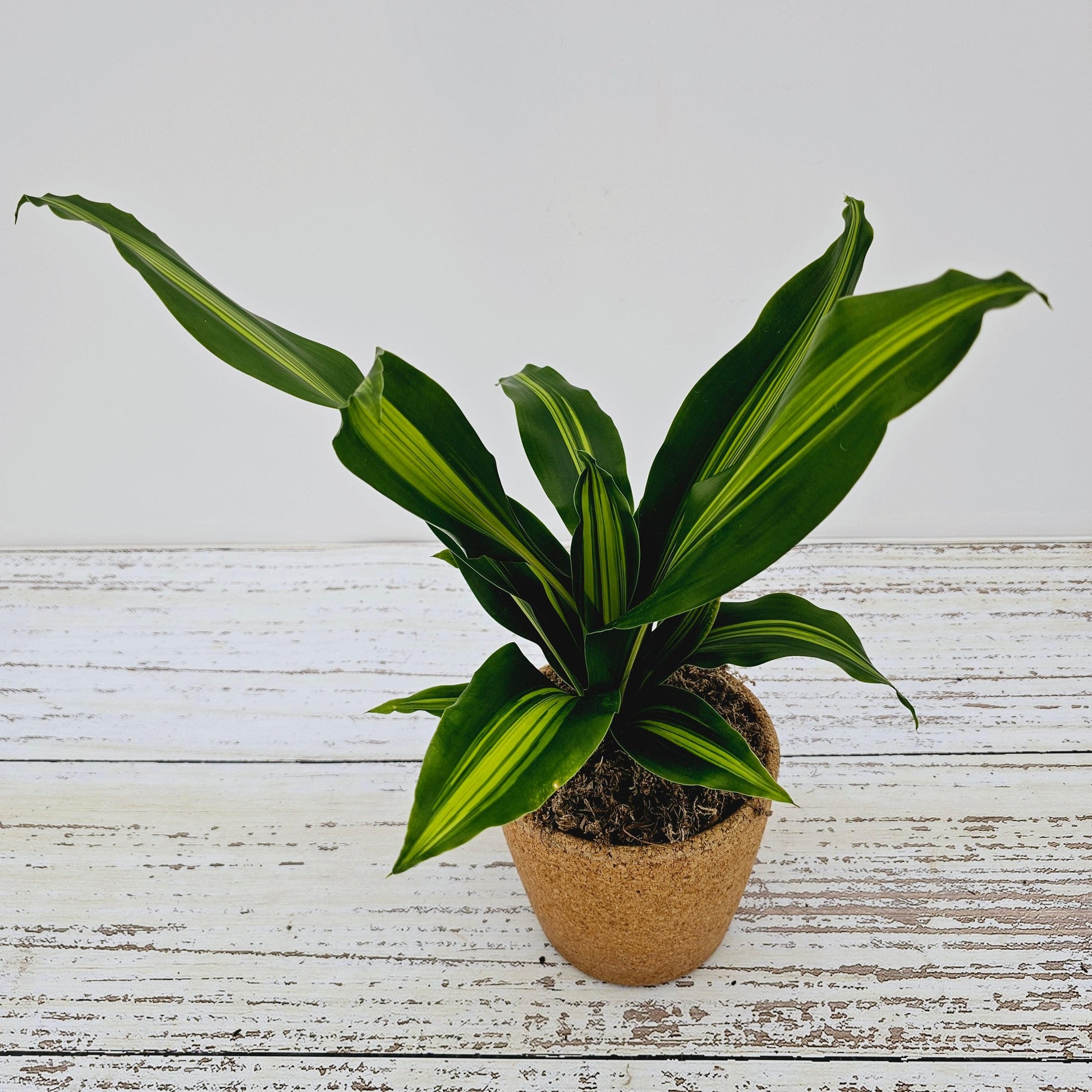 Dracaena Fragrans Marley - View 8 from www redcrocus com