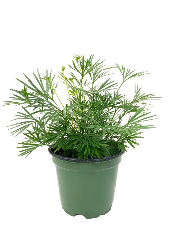 Fern Actiniopteris Assorted - View 12 from www redcrocus com
