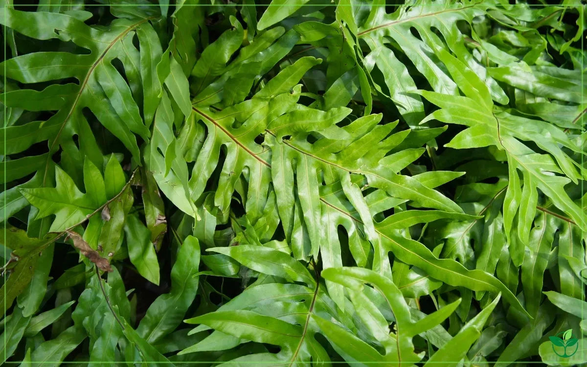 Fern Actiniopteris Assorted - View 13 from www redcrocus com