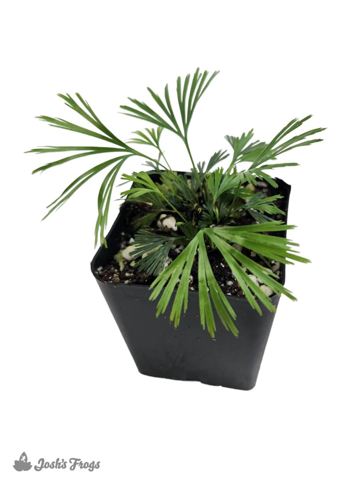Fern Actiniopteris Assorted - View 14 from www redcrocus com