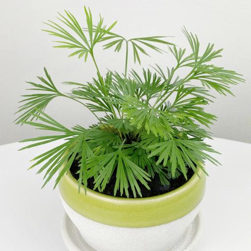 Fern Actiniopteris Assorted - View 19 from www redcrocus com