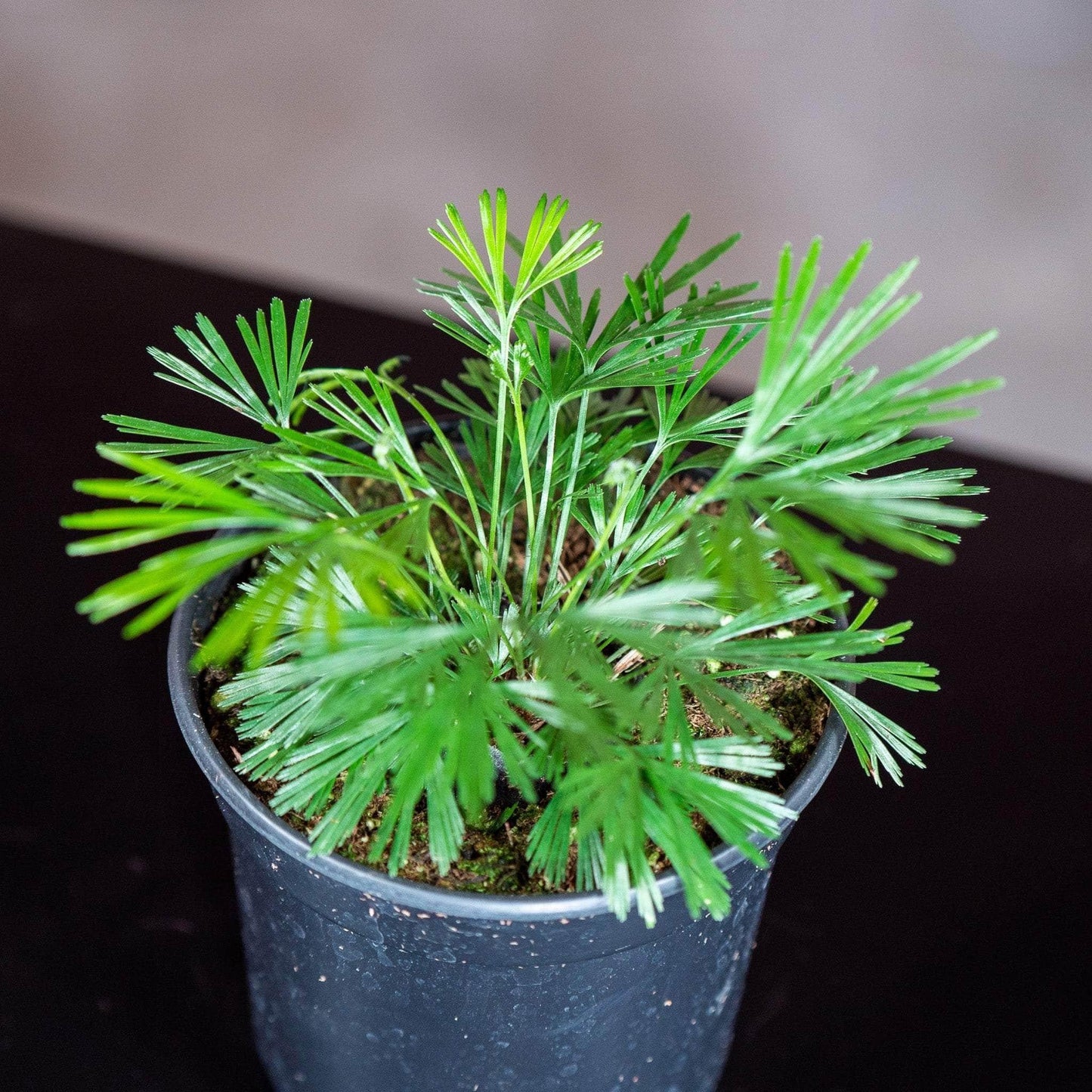 Fern Actiniopteris Assorted - View 2 from www redcrocus com