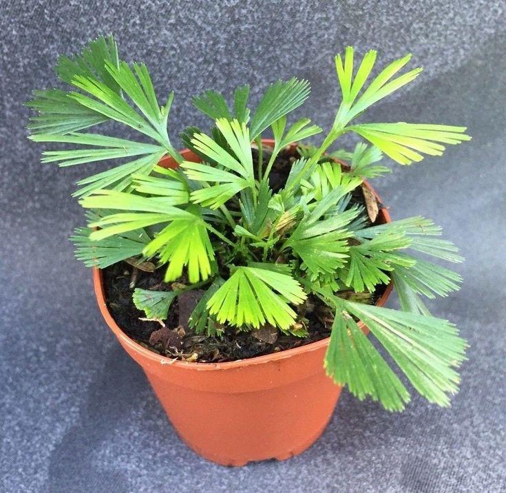 Fern Actiniopteris Assorted - View 6 from www redcrocus com
