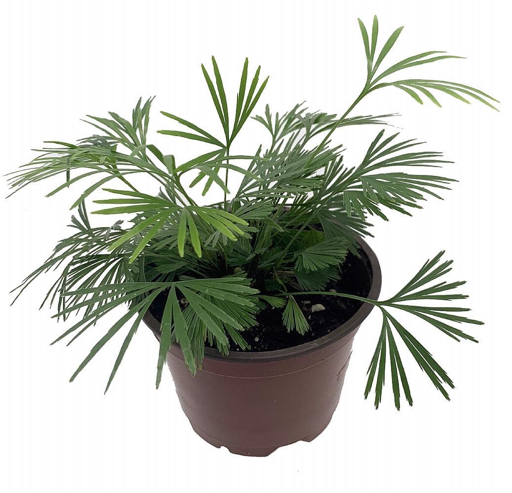 Fern Actiniopteris Assorted - View 9 from www redcrocus com