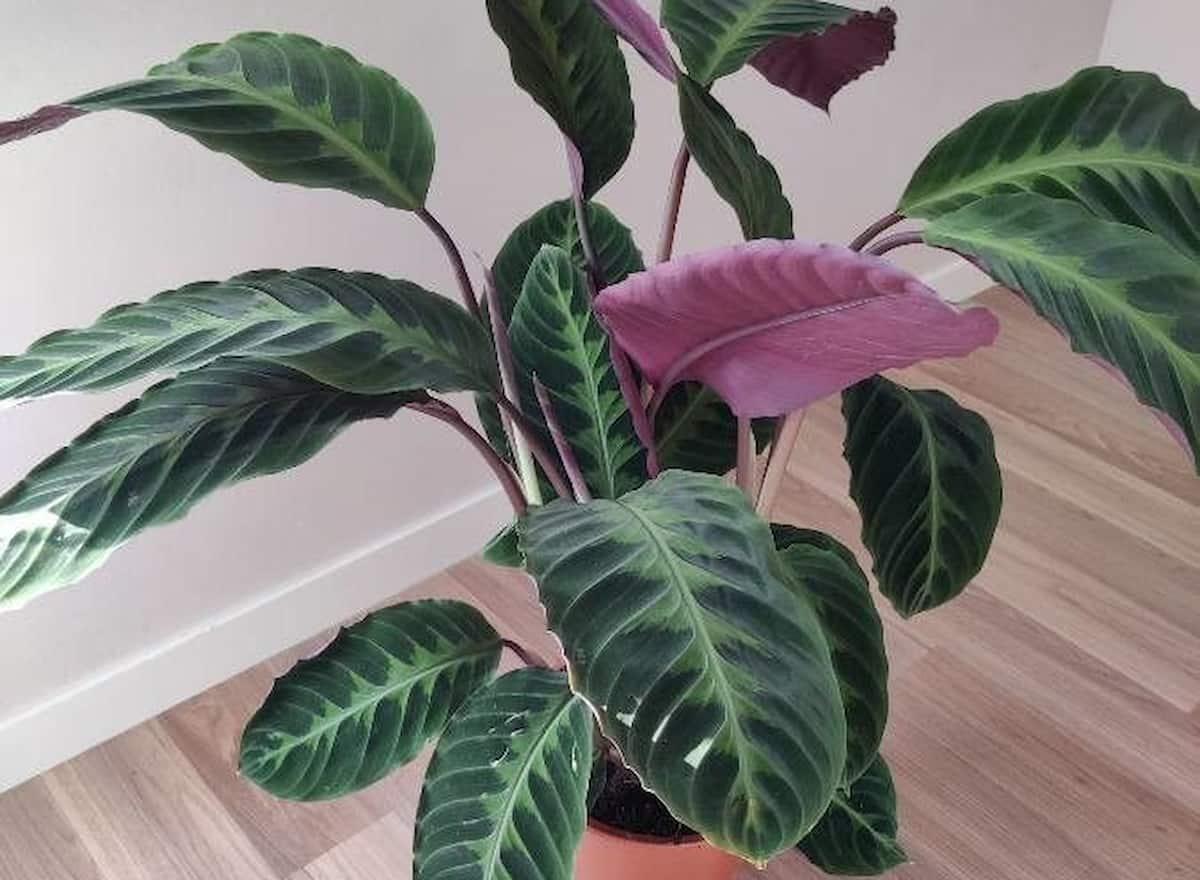 Calathea Warscewiczii - View 18 from www redcrocus com