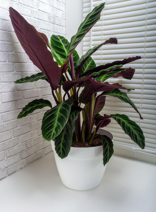Calathea Warscewiczii - View 1 from www redcrocus com