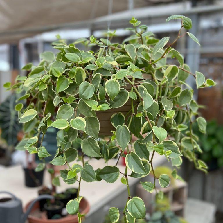 Peperomia Scandens Cupid - View 10 from www redcrocus com