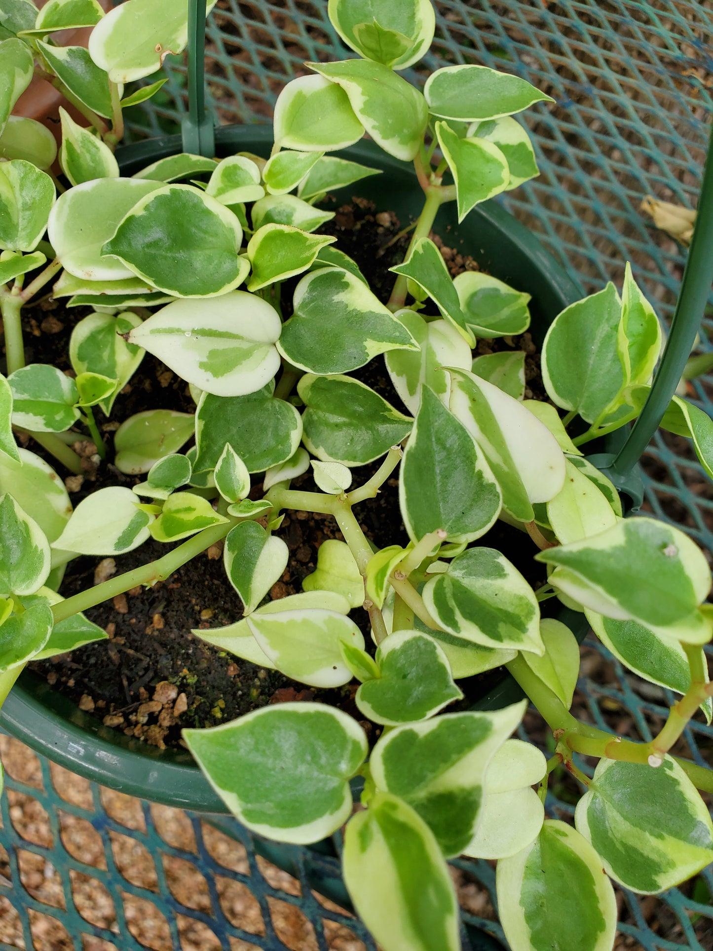 Peperomia Scandens Cupid - View 11 from www redcrocus com