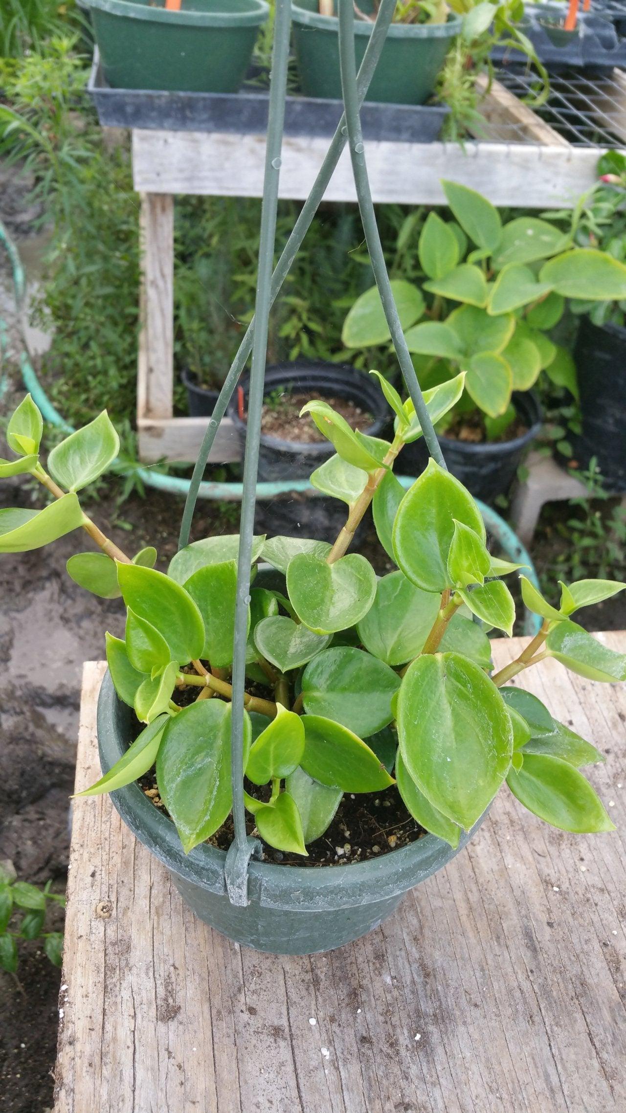 Peperomia Scandens Cupid - View 12 from www redcrocus com