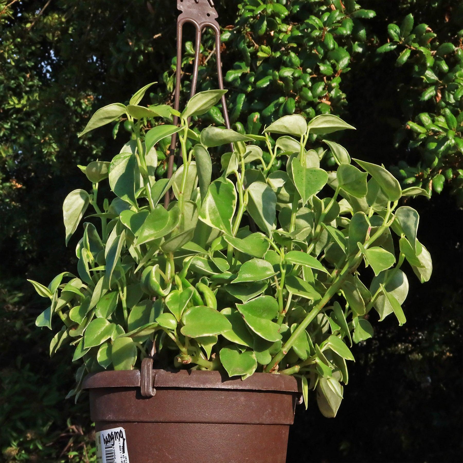 Peperomia Scandens Cupid - View 13 from www redcrocus com