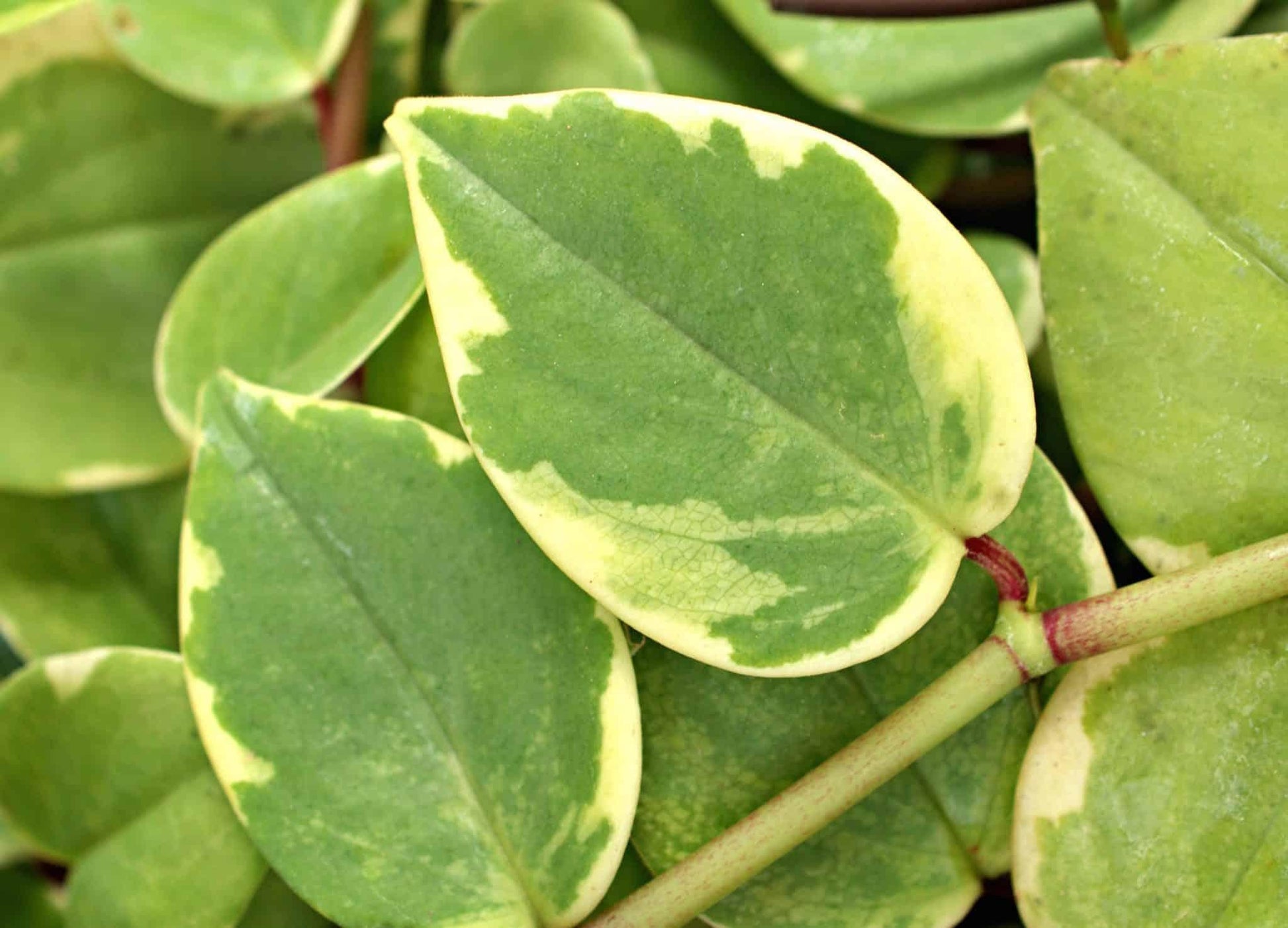 Peperomia Scandens Cupid - View 14 from www redcrocus com