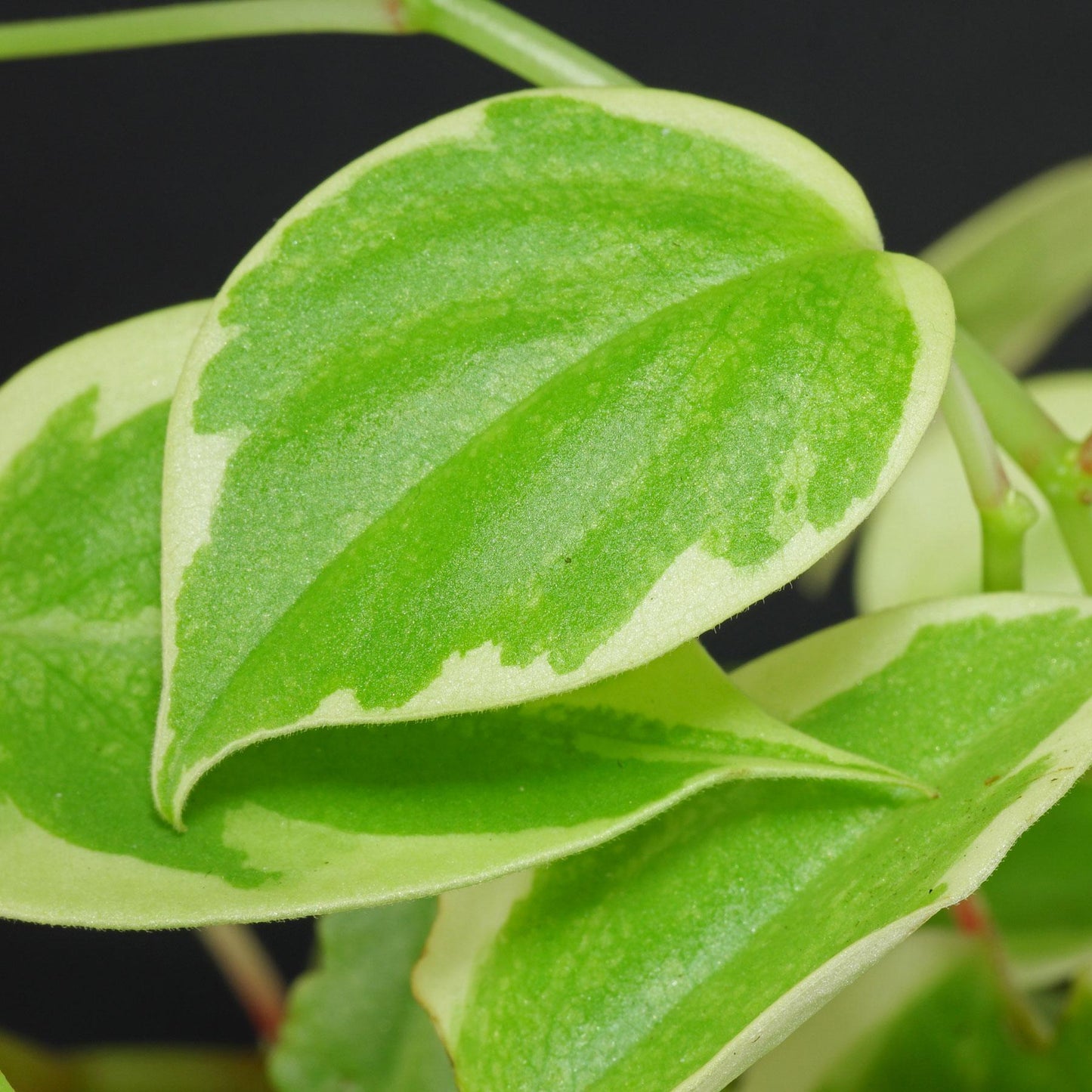 Peperomia Scandens Cupid - View 1 from www redcrocus com
