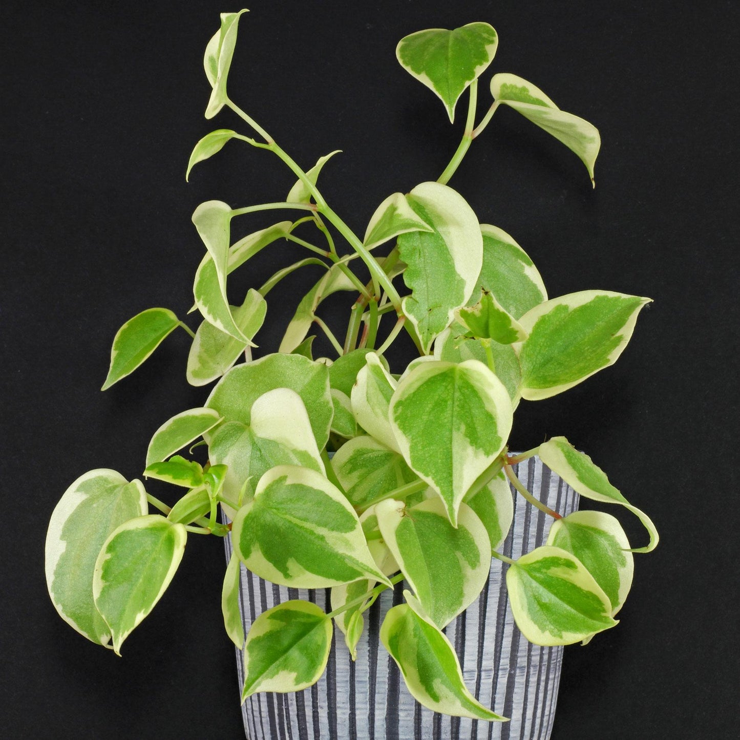 Peperomia Scandens Cupid - View 2 from www redcrocus com