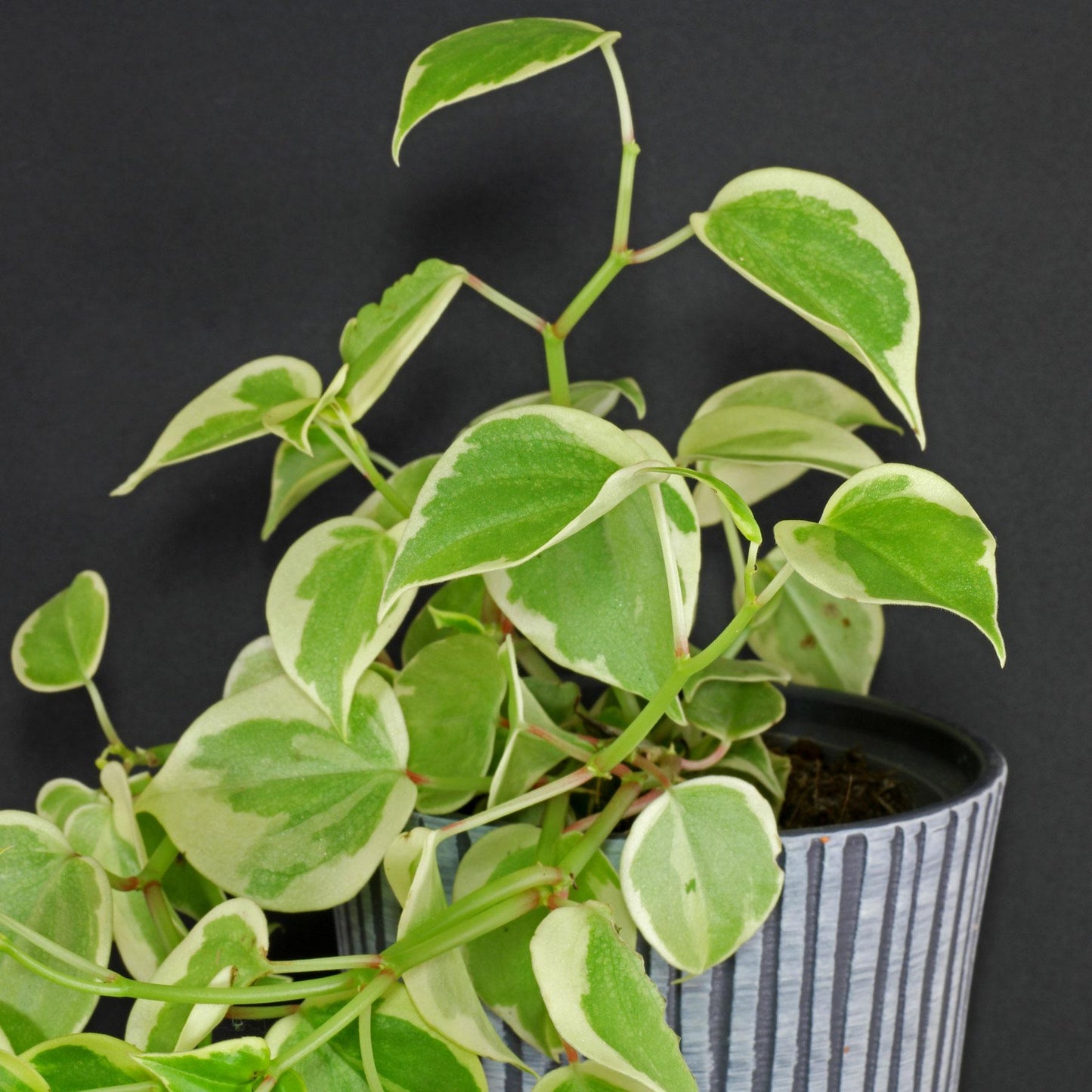 Peperomia Scandens Cupid - View 4 from www redcrocus com