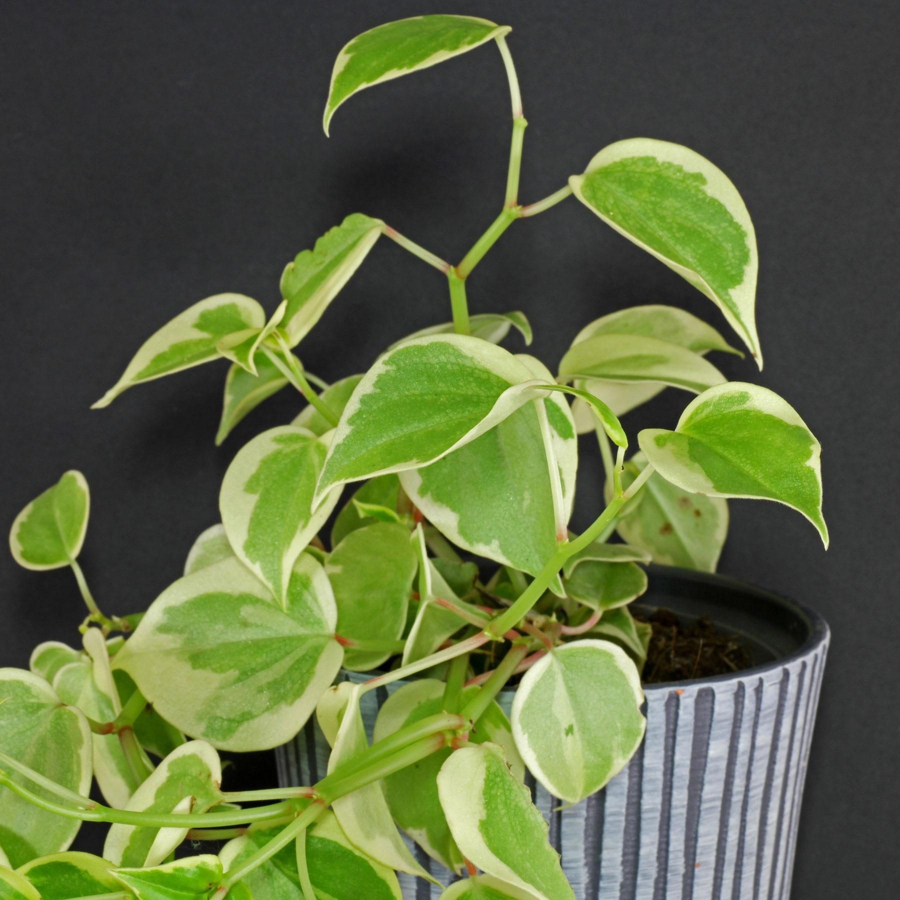 Peperomia Scandens Cupid - View 4 from www redcrocus com