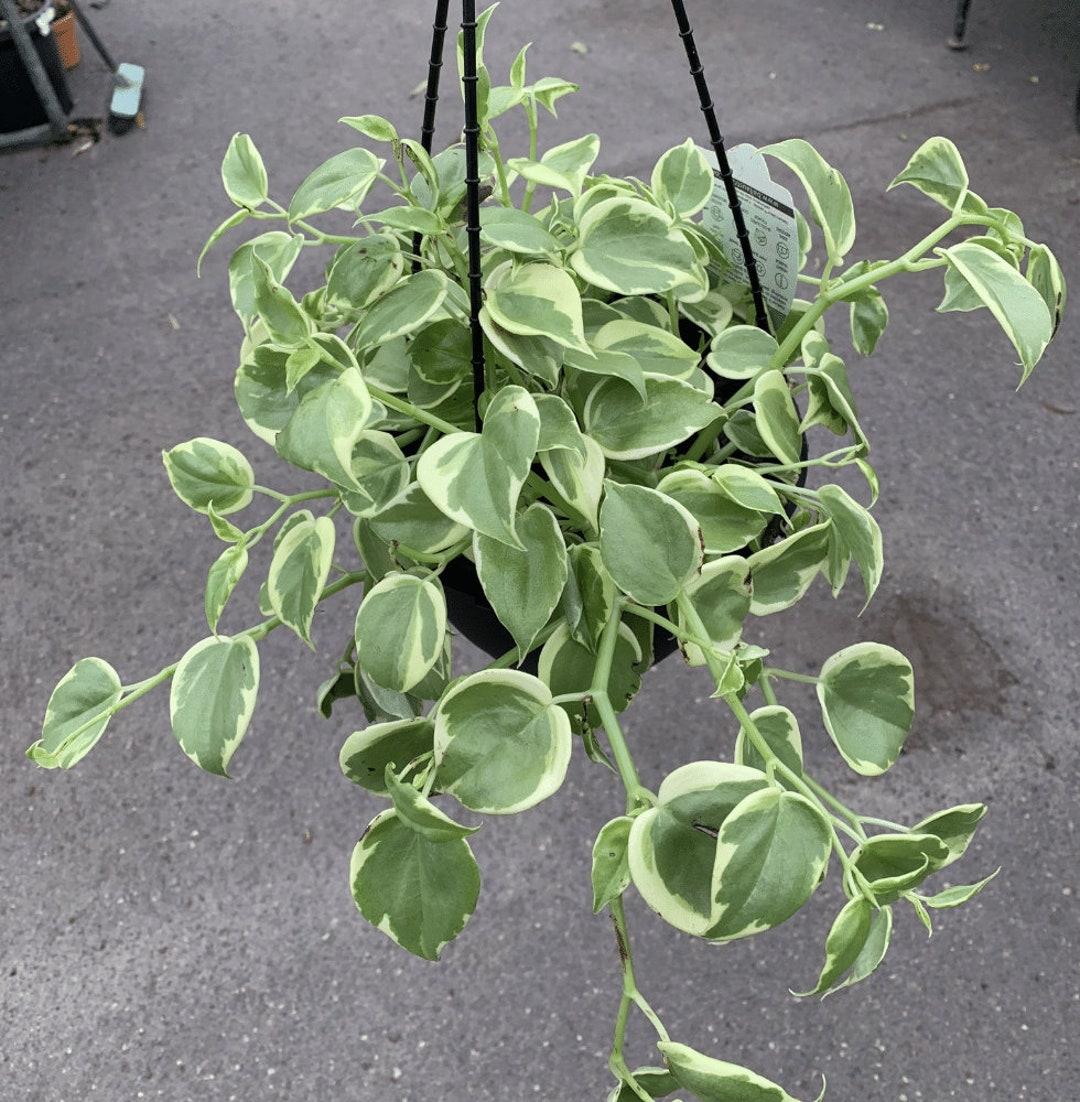 Peperomia Scandens Cupid - View 5 from www redcrocus com