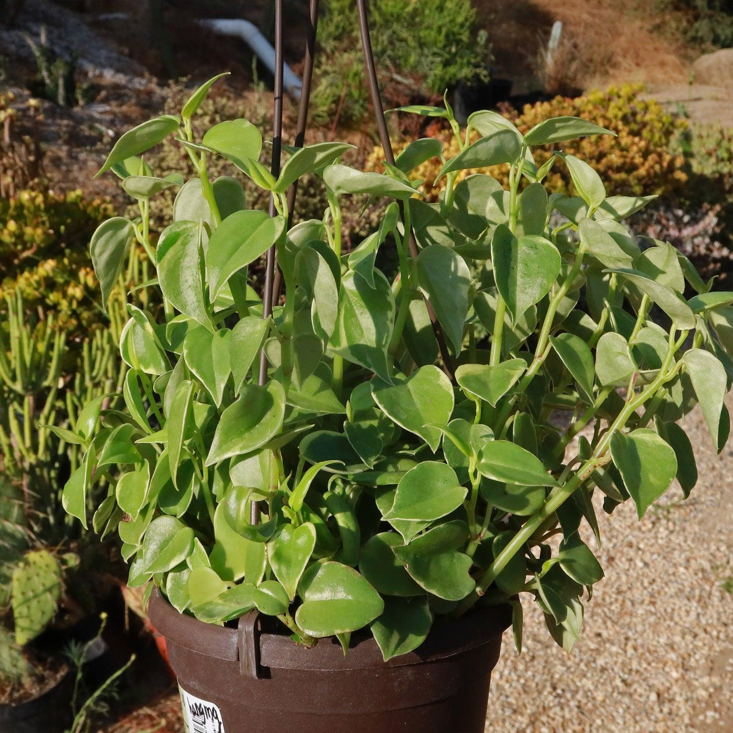Peperomia Scandens Cupid - View 6 from www redcrocus com