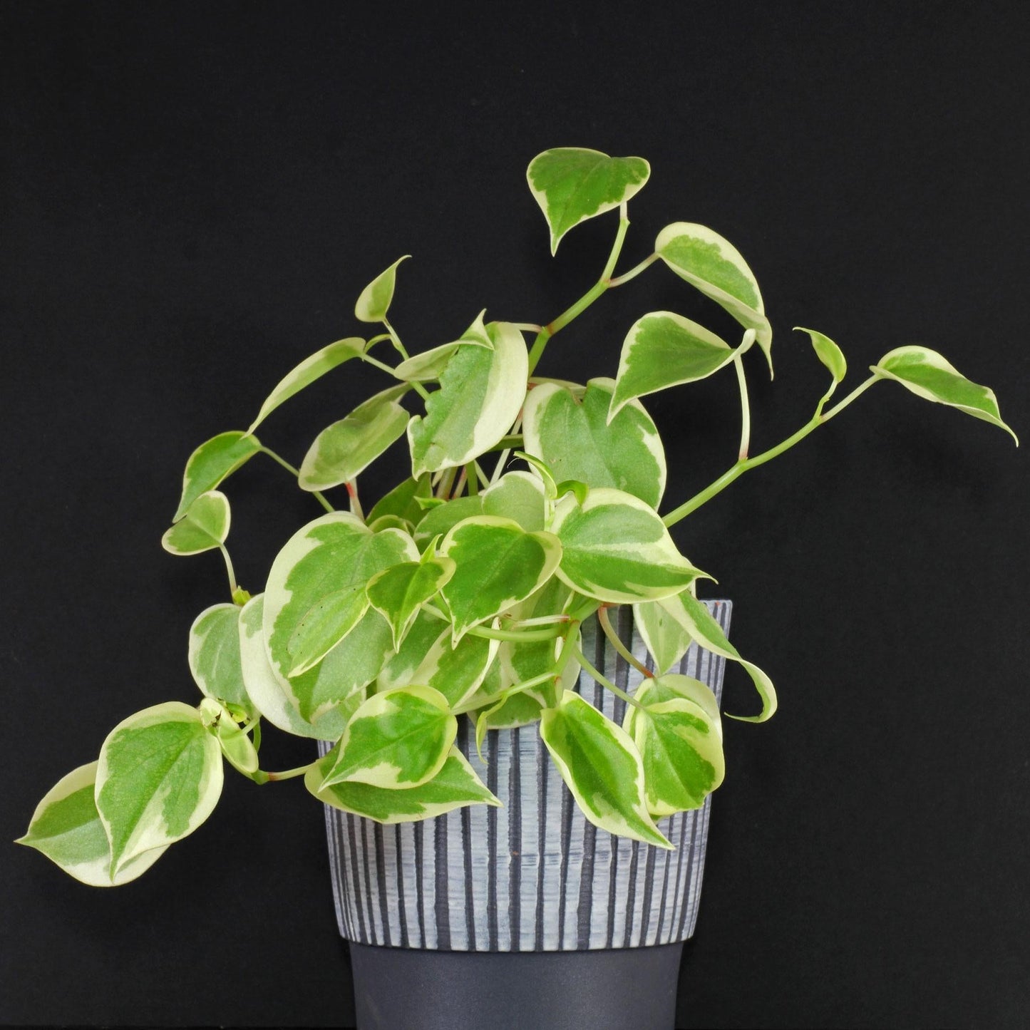 Peperomia Scandens Cupid - View 7 from www redcrocus com
