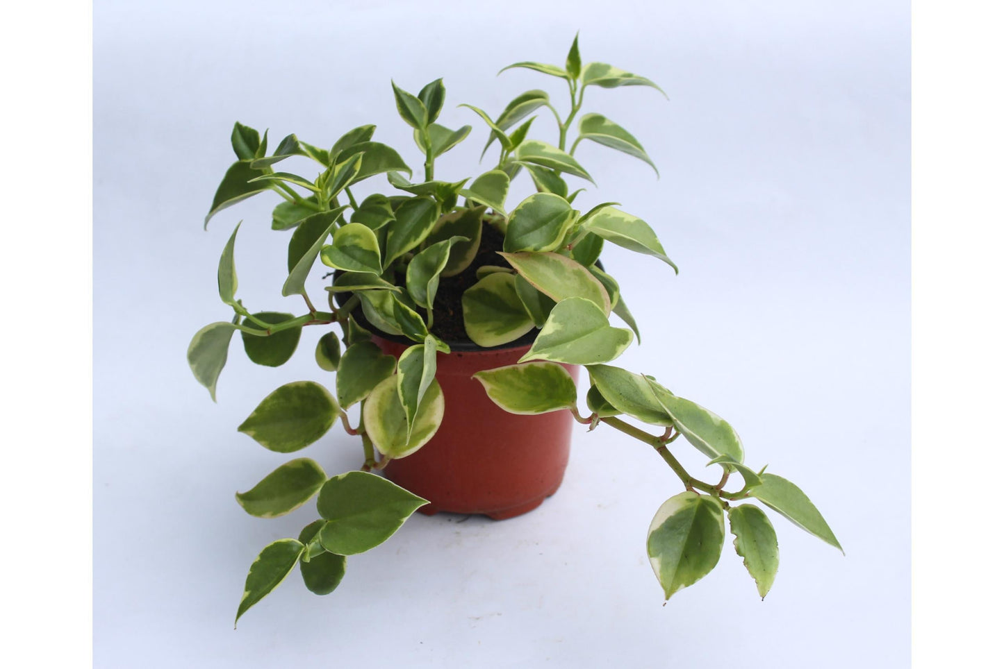 Peperomia Scandens Cupid - View 8 from www redcrocus com