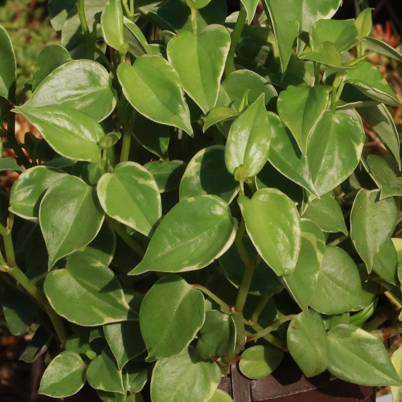 Peperomia Scandens Cupid - View 9 from www redcrocus com