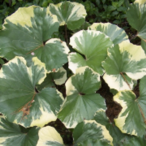 Farfugium Assorted - View 10 from www redcrocus com