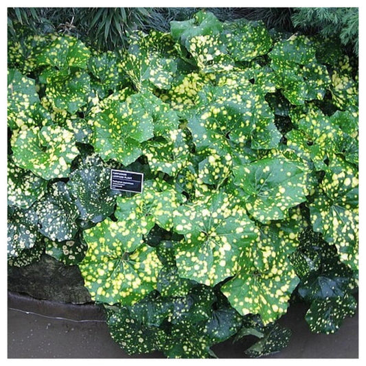Farfugium Assorted - View 12 from www redcrocus com