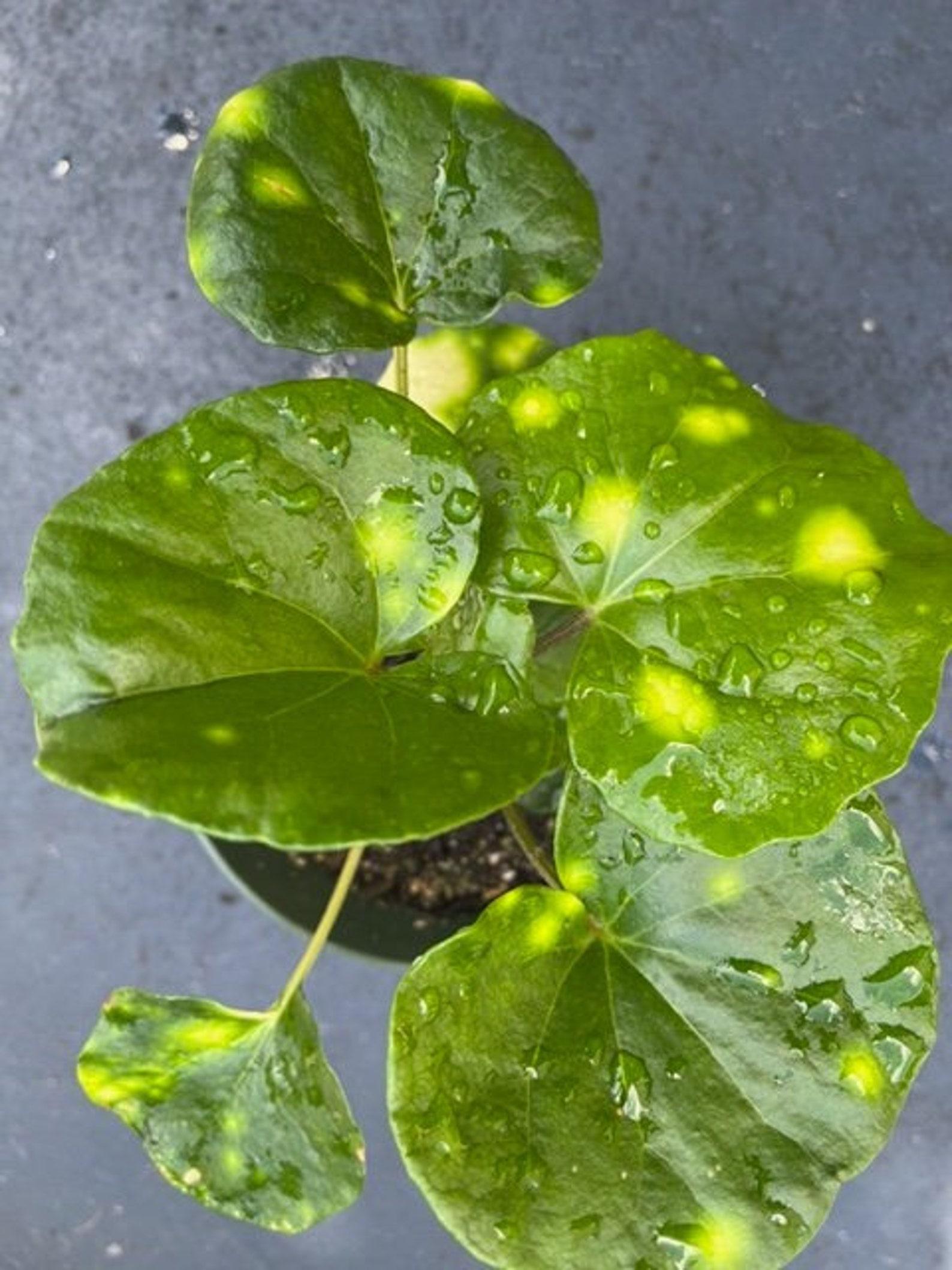 Farfugium Assorted - View 13 from www redcrocus com