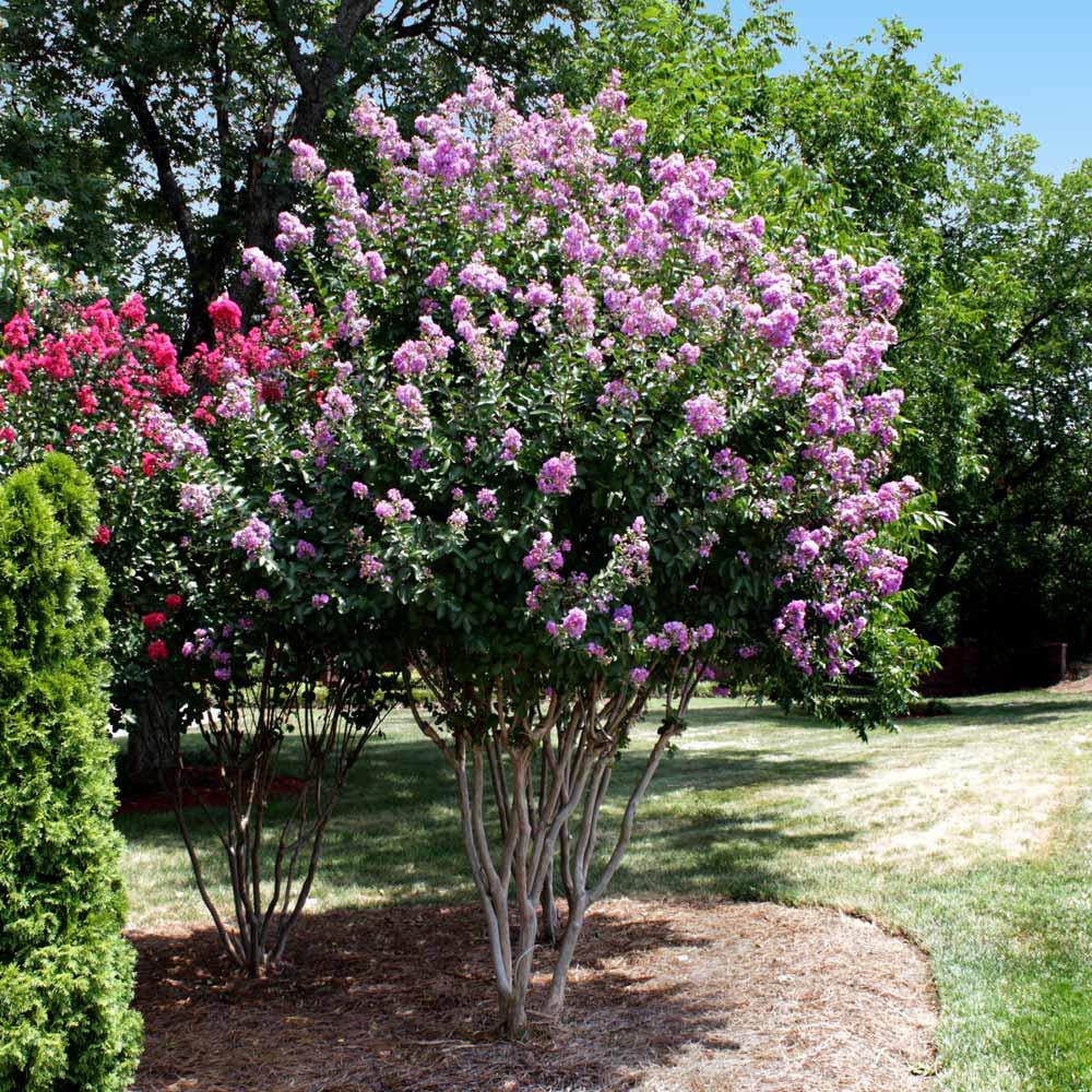 Crape Myrtle - View 10 from www redcrocus com