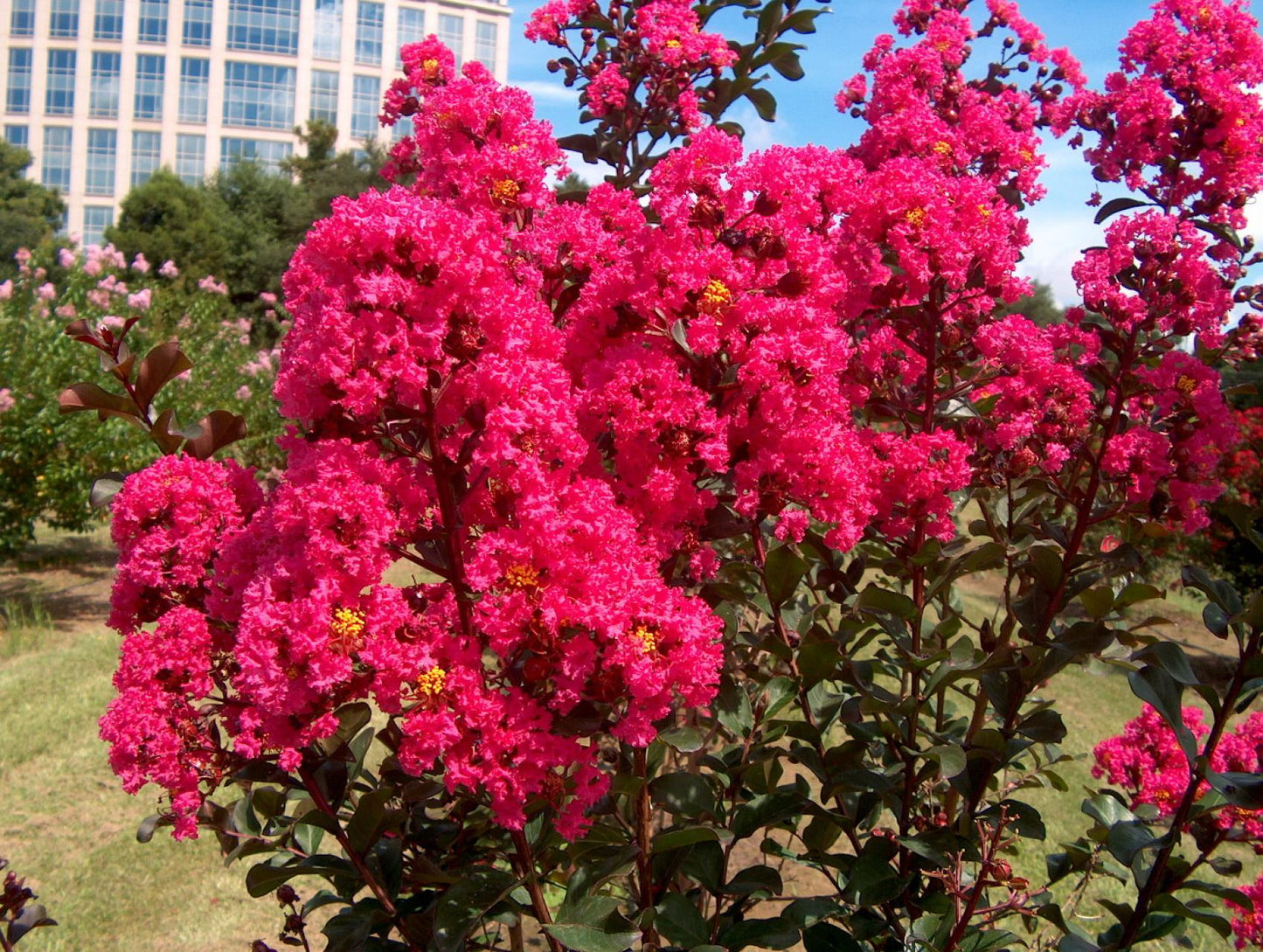 Crape Myrtle - View 11 from www redcrocus com