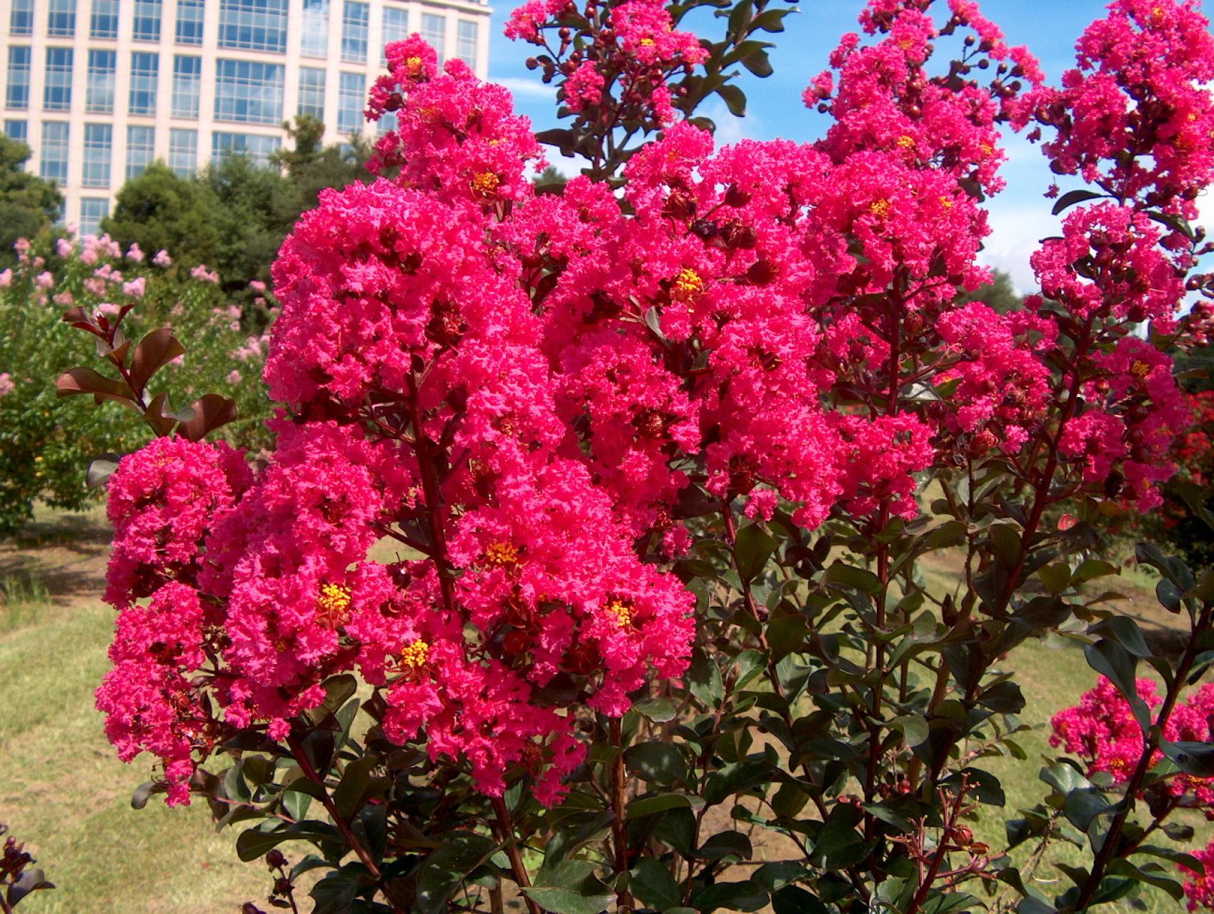 Crape Myrtle - View 11 from www redcrocus com