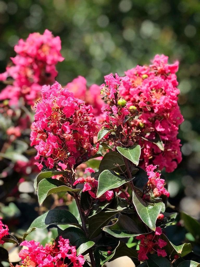 Crape Myrtle - View 13 from www redcrocus com
