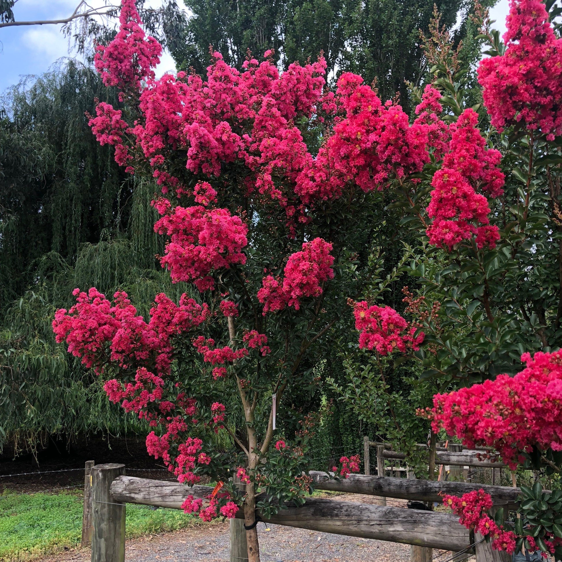Crape Myrtle - View 14 from www redcrocus com
