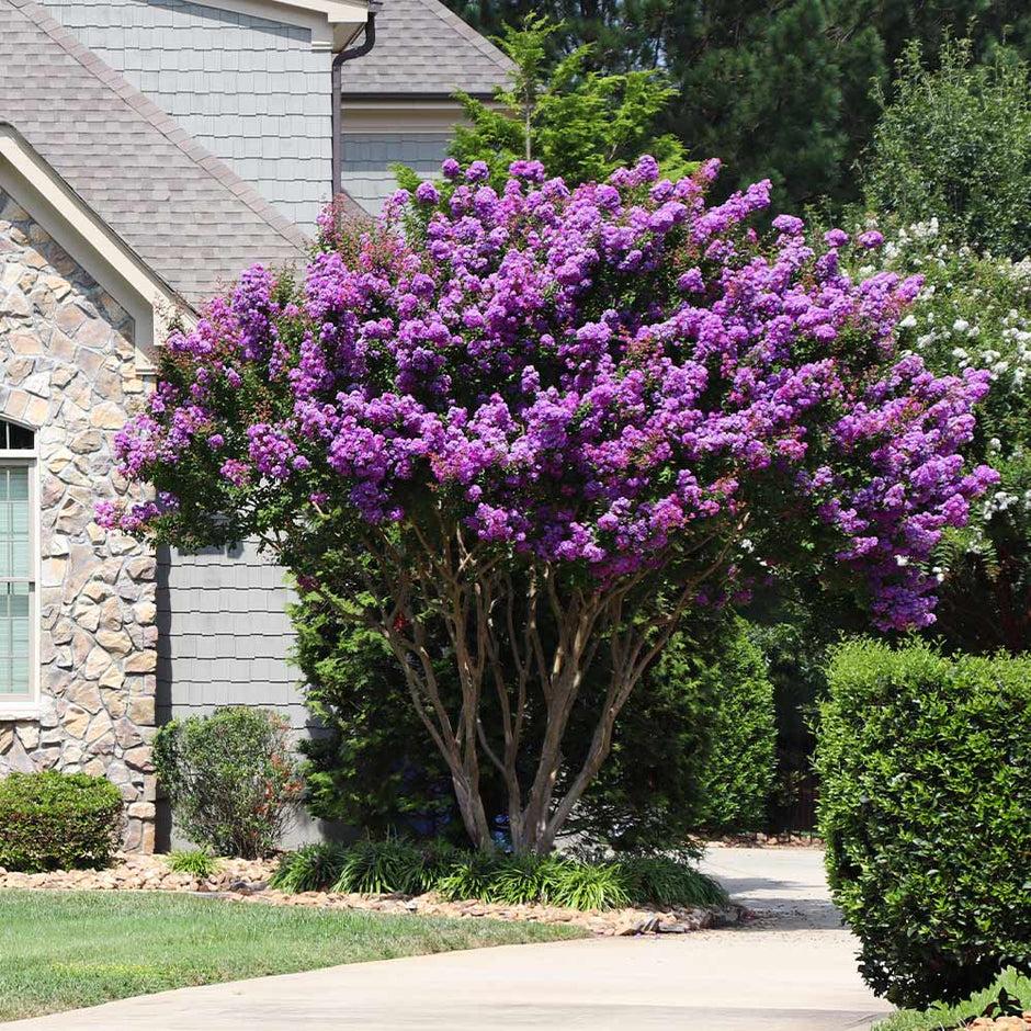 Crape Myrtle - View 15 from www redcrocus com