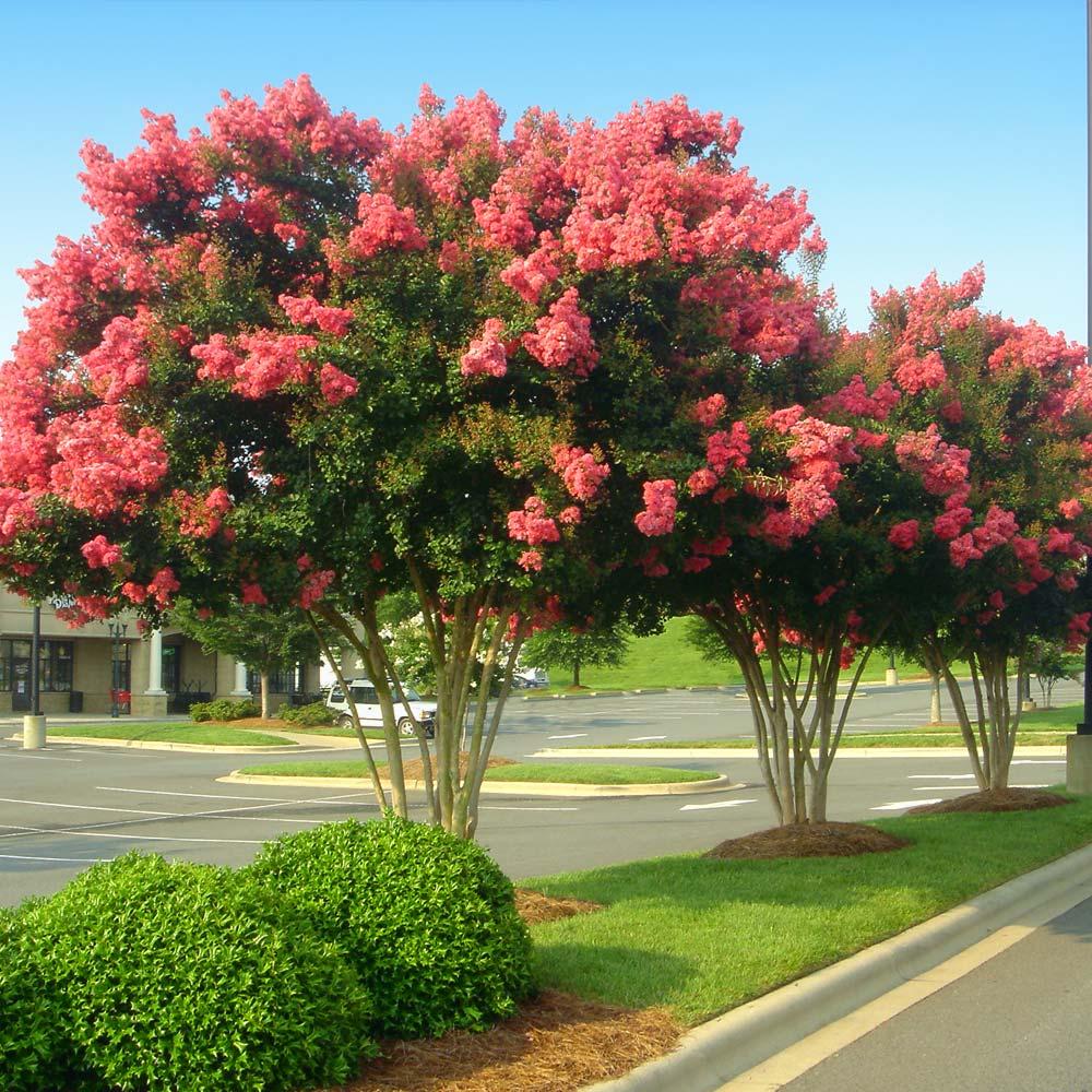 Crape Myrtle - View 16 from www redcrocus com