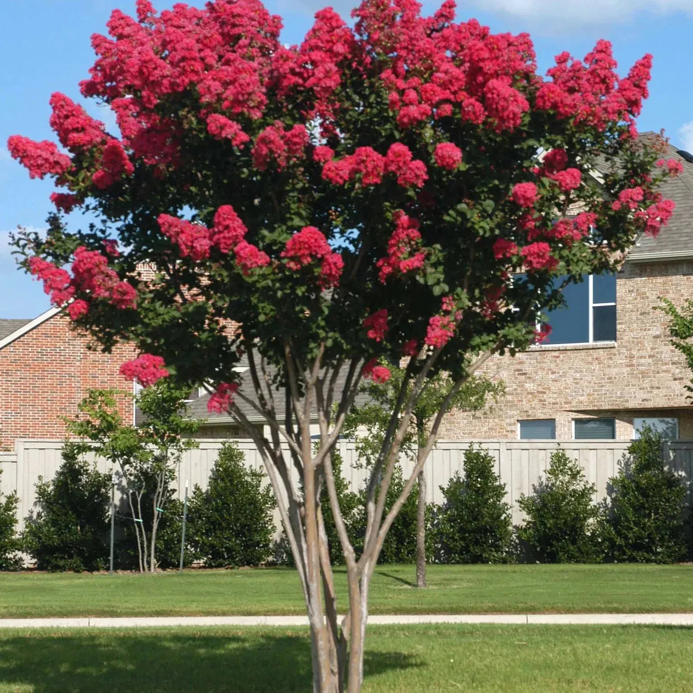 Crape Myrtle - View 18 from www redcrocus com