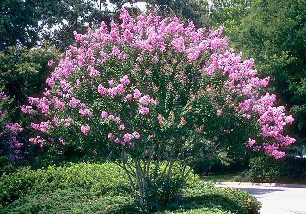 Crape Myrtle - View 19 from www redcrocus com
