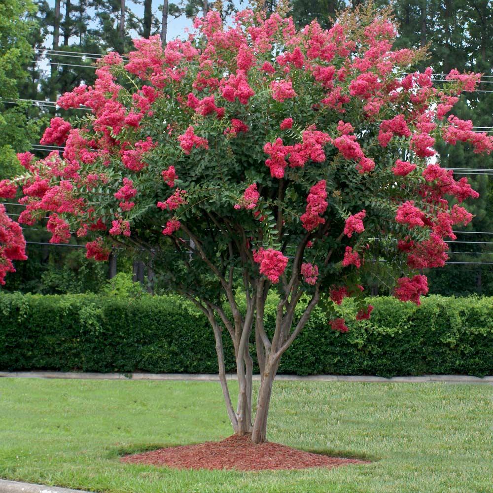 Crape Myrtle - View 1 from www redcrocus com