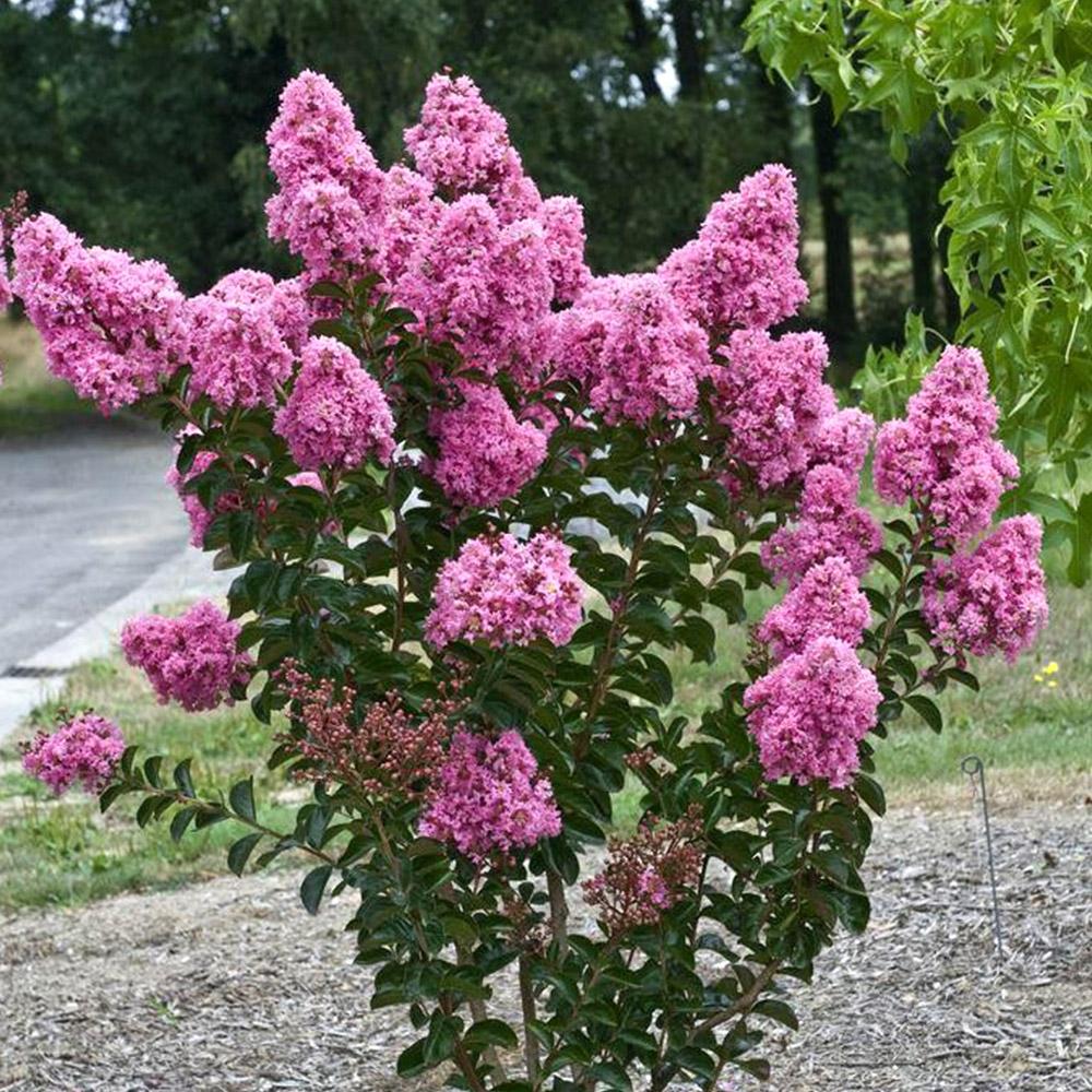 Crape Myrtle - View 3 from www redcrocus com