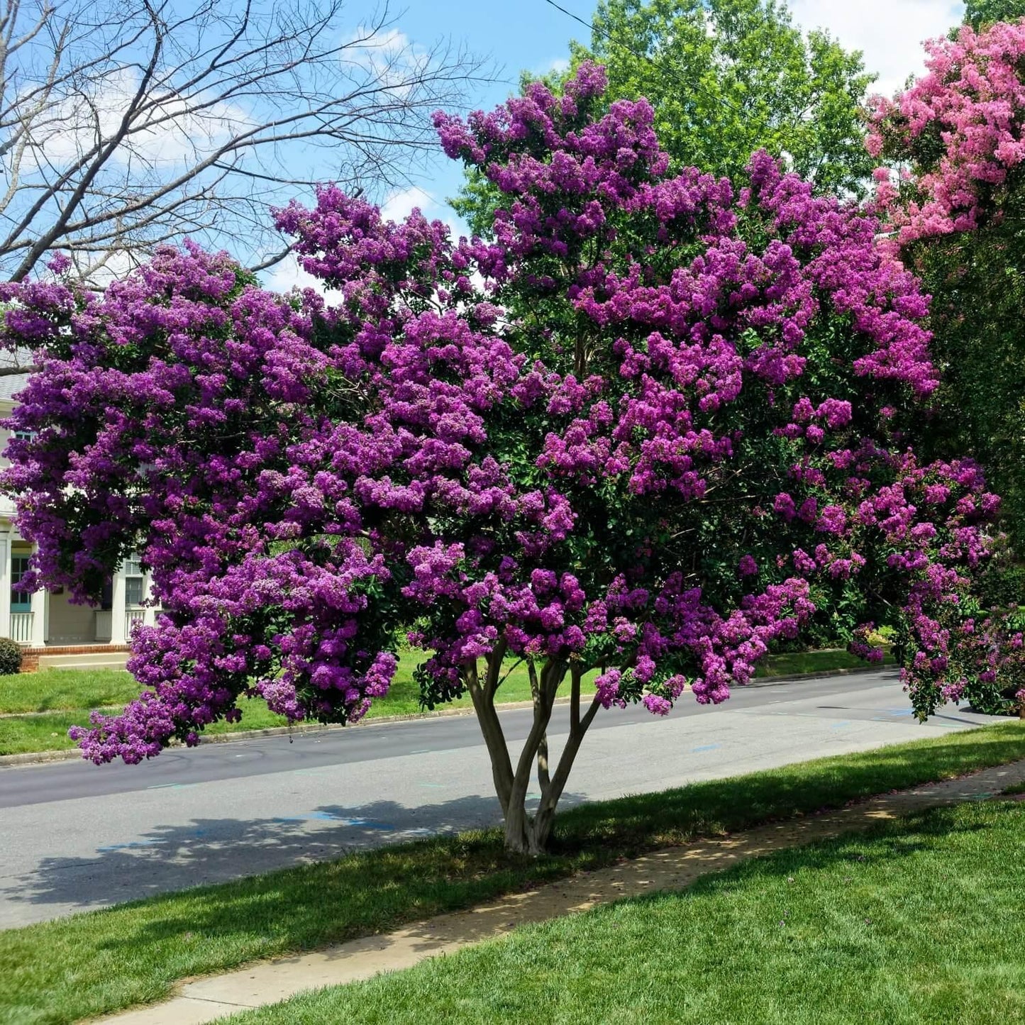 Crape Myrtle - View 4 from www redcrocus com