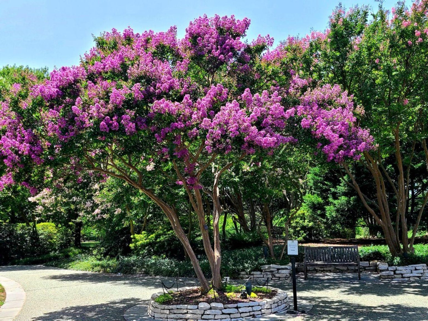 Crape Myrtle - View 5 from www redcrocus com