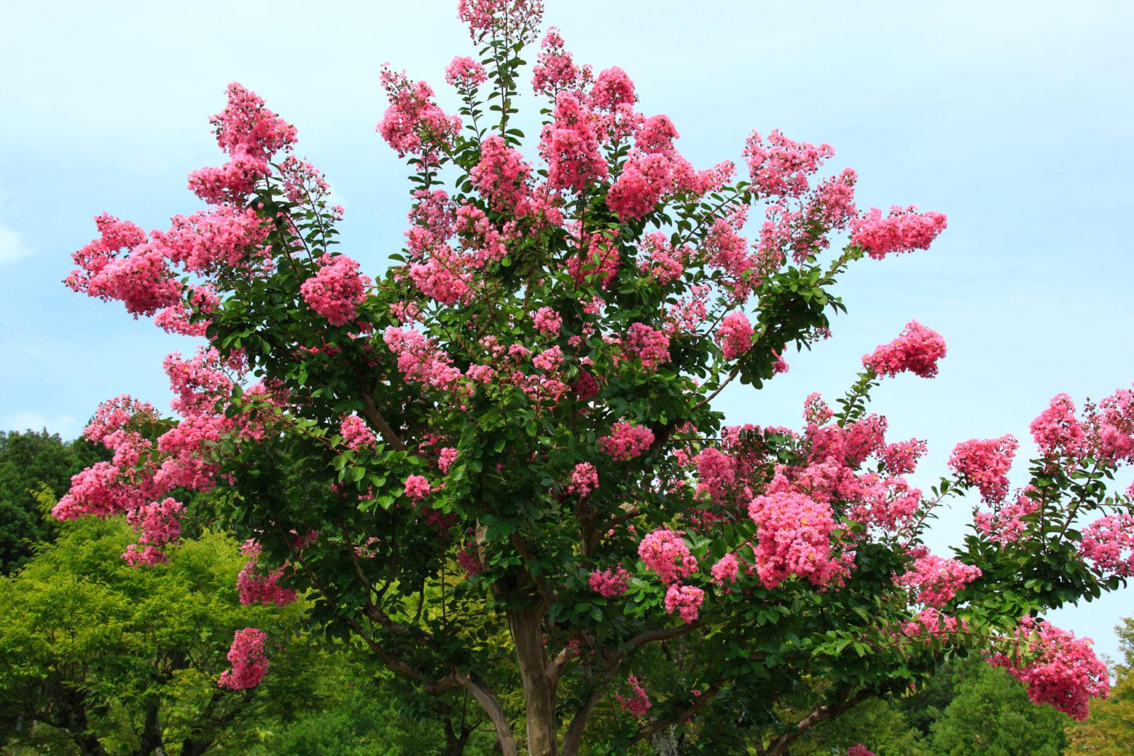 Crape Myrtle - View 6 from www redcrocus com