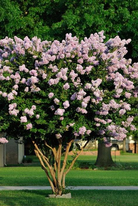 Crape Myrtle - View 7 from www redcrocus com