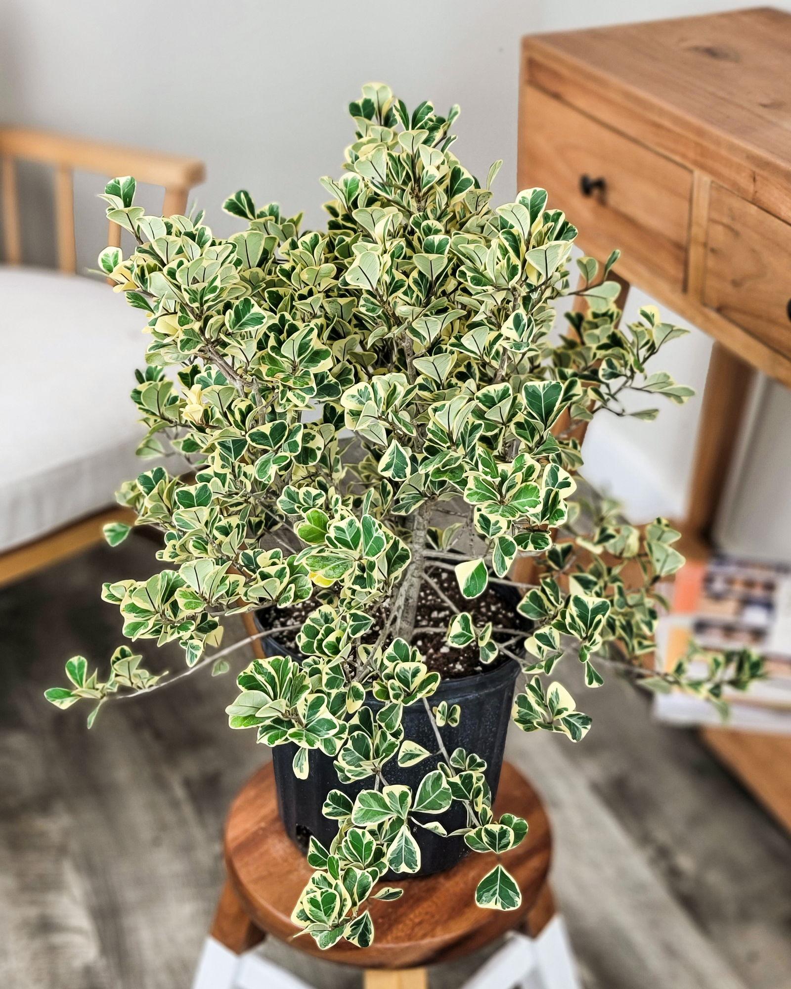 Ficus Triangularis, Standard - View 17 from www redcrocus com