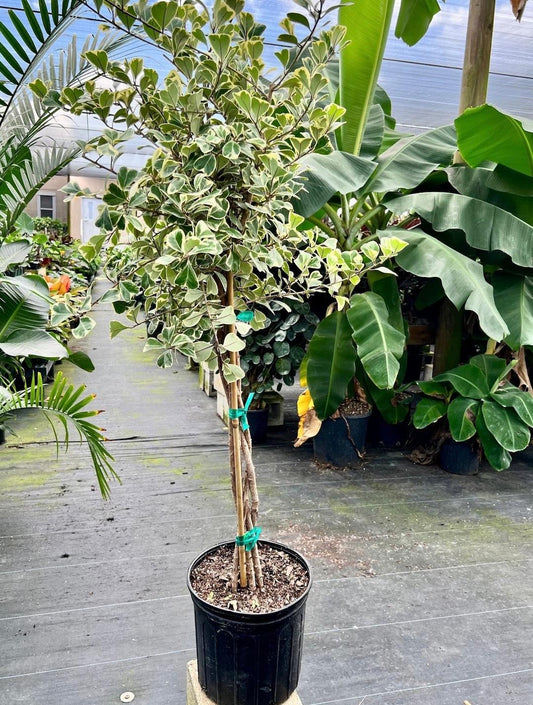 Ficus Triangularis, Standard - View 1 from www redcrocus com