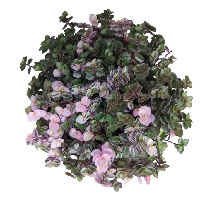 Callisia Assorted - View 10 from www redcrocus com