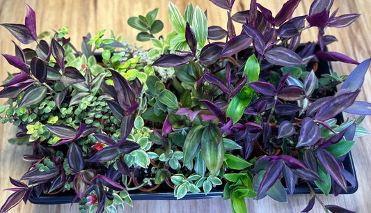 Callisia Assorted - View 10 from www redcrocus com