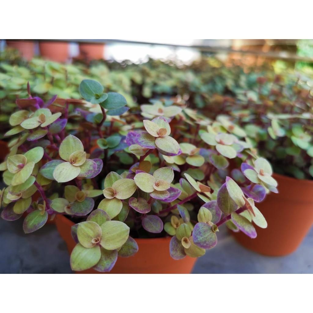 Callisia Assorted - View 12 from www redcrocus com